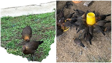 Bán Gà Rừng Tập 4 Bán Hai Mái f1 liên hệ 0965723995