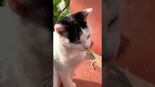 #gatos #gato #cat #update #shortsviral #latesupdates #pets #viral #shortvideos #love #cute #shorts