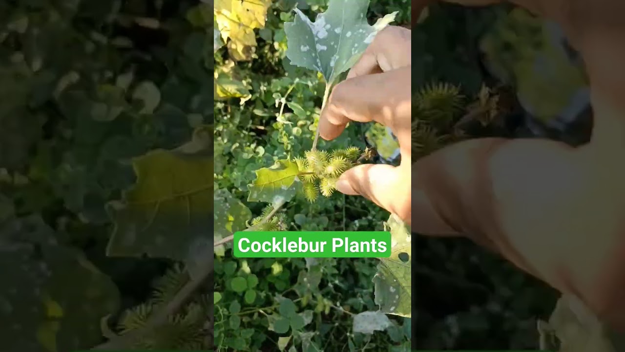 Cocklebur Plants | ☘️ 🌺 | Natural garden and Cocklebur Plants | 