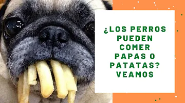 ¿Por qué los perros no pueden comer patatas hervidas?