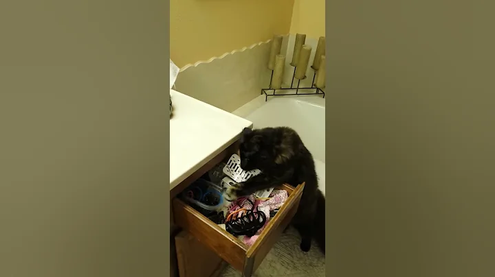 Tesse cat pilfering hair ties from drawer