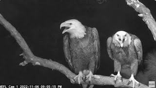NEFL Eagle Cam 11/06/2022: 'Gabby! Wake Up!!!' by C Mitchell 1,534 views 1 year ago 2 minutes, 6 seconds