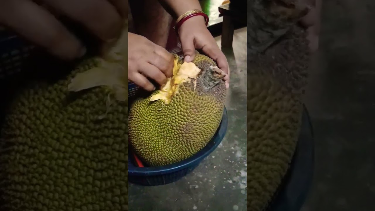 blogging number 77 || the jackal 