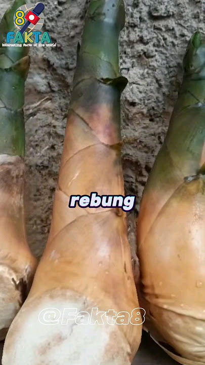 Did you know? Facts about the health benefits of bamboo shoots