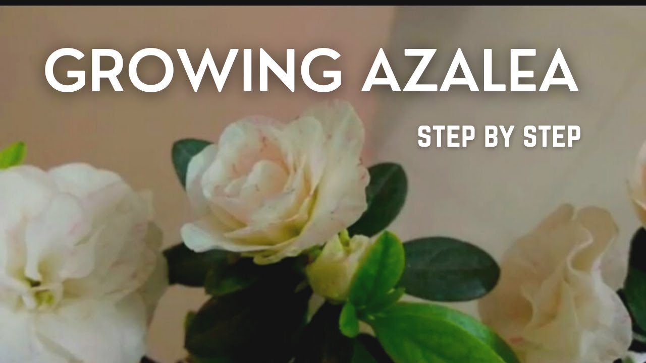 Growing Azalea indoors: planting, cuttings, soil preparing step by step ...