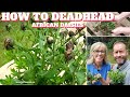 🌼 How to Deadhead African Daisies - QG Day 87 🌼