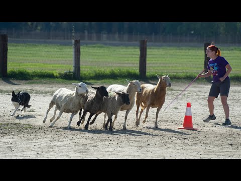 Sora AKC Herding Trial Started Course A Sheep 96.5