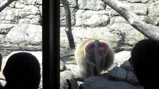 Baboon ass slap