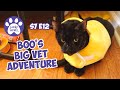 Cats vs christmas tree boos big vet adventure  s7 e12  lucky ferals vlog  life with 11 cats