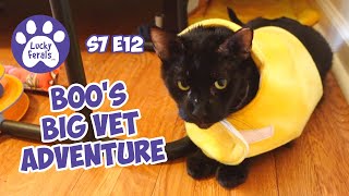 Cats Vs. Christmas Tree, Boo's Big Vet Adventure  S7 E12  Lucky Ferals Vlog  Life With 11 Cats