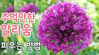 알리움 구근 심기부터 개화까지 관리법 알려드립니다 I 추식구근 예쁘게 피우는 법
