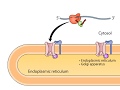 Cotranslational targeting of secretory proteins to er