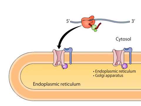 Video: Unde are loc traducerea proteinelor secretate?