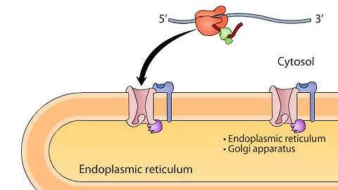 cotranslational targeting of secretory proteins to ER