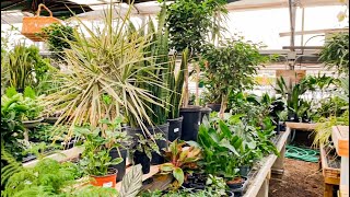 Cute Houseplant Shop Tour! Go Houseplant Shopping at Edwards With Me!