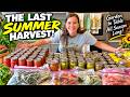 Our LAST Summer Harvest! How Much Food Did Our Garden REALLY Produce?