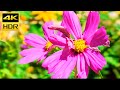 Beautiful Flowers  (HDR10+) HDR 4K Ultra HD Sample Footage // HDR10 Plus UHD 2160p