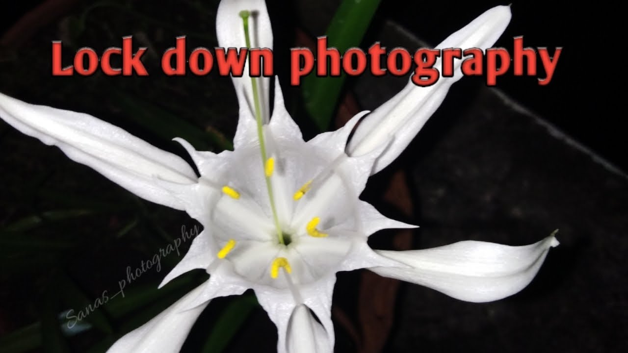 #LockDownphotography