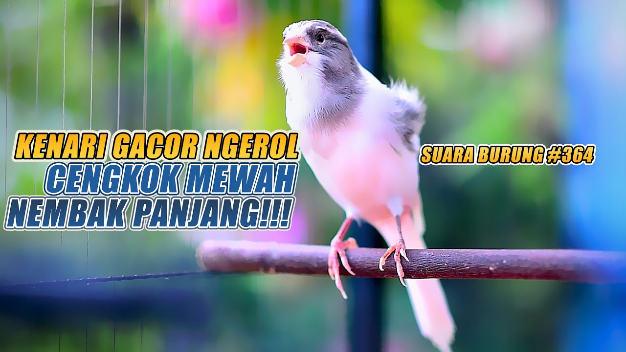 SUARA BURUNG |364| Kenari GACOR PANJANG INI Cocok untuk Masteran KENARI PAUD dan Kenari Macet BUNYI