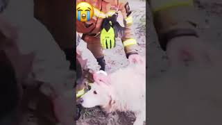 НУЖНА ПОМОЩЬ, ПОСТРАДАВШИМ ЖИВОТНЫМ ОТ НАВОДНЕНИЯ !!!