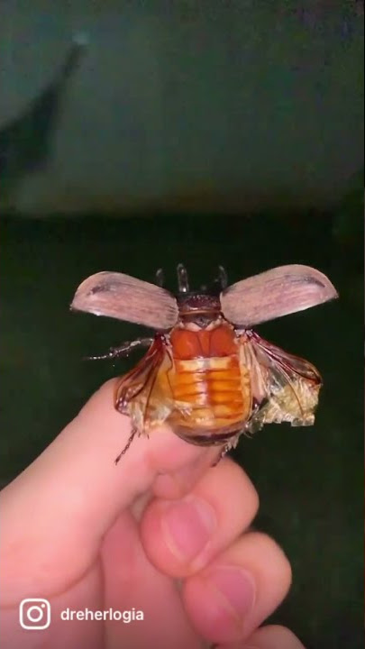flying beetle in slow motion #shorts
