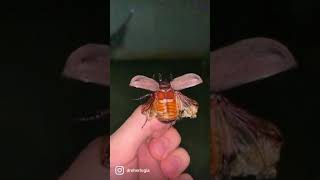 flying beetle in slow motion #shorts