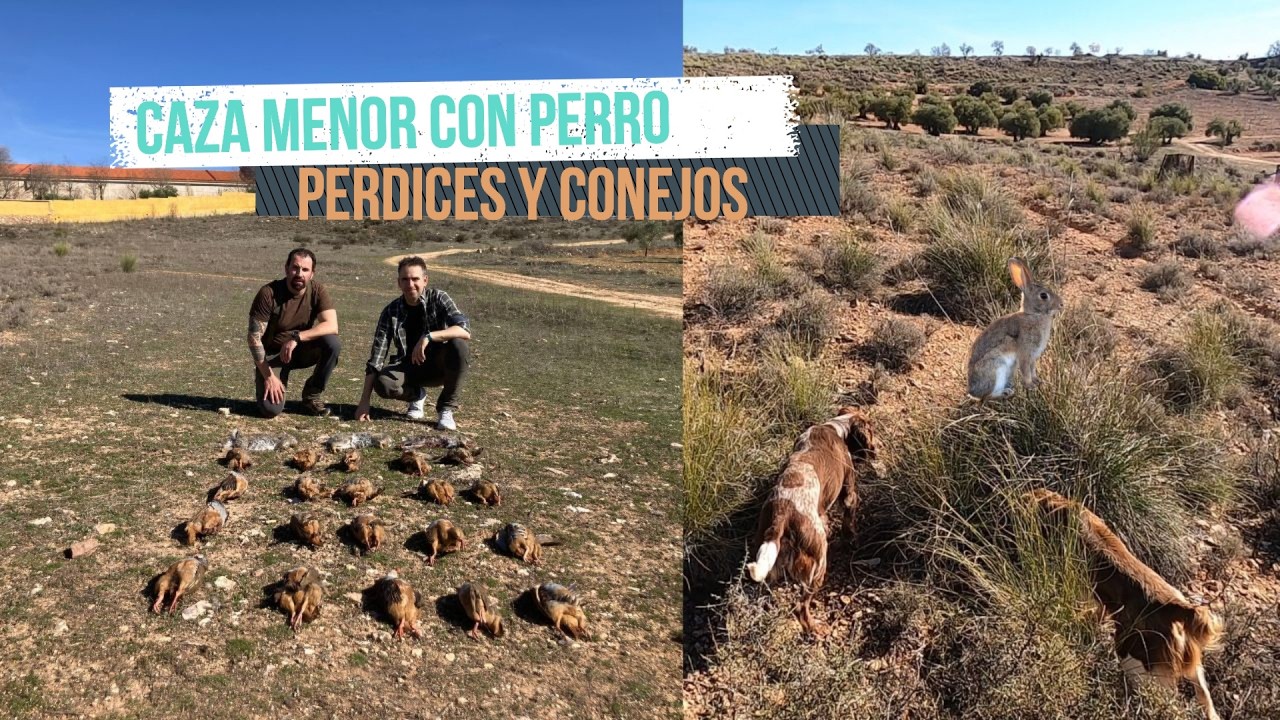 Caza de Perdices y Conejos 🐰 en mano con perro 🐕 . Caza Menor en Ojeos y Cacerías La Solana 