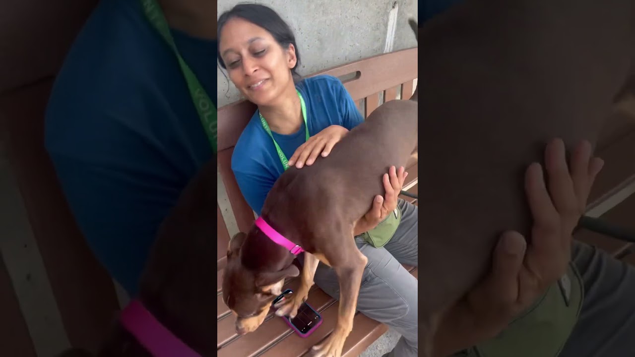 Cadbury 181713 silly puppy