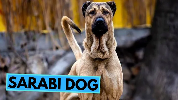 Der Sarabi Hund - Ein Kraftpaket mit einer loyalen Seele