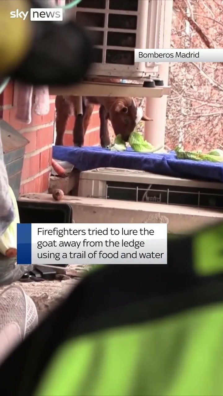 Watch as goat rescued from window ledge