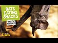 Bats: Eating Habits and Misconceptions