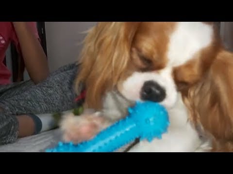 Yavru Köpek Havlama Sesi | CAVALİER KİNG CHARLES SPANİEL