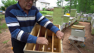 Honey #3 How to make a special multi Queen bee hive? Bonus video  (English Version)