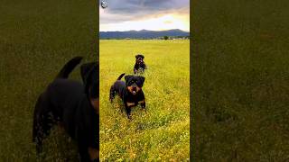 Rottweiler Vs Chimpanzee  Can Your Rottweiler Save Your Banana