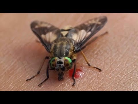 اكثر 10 حشرات مزعجة في العالم