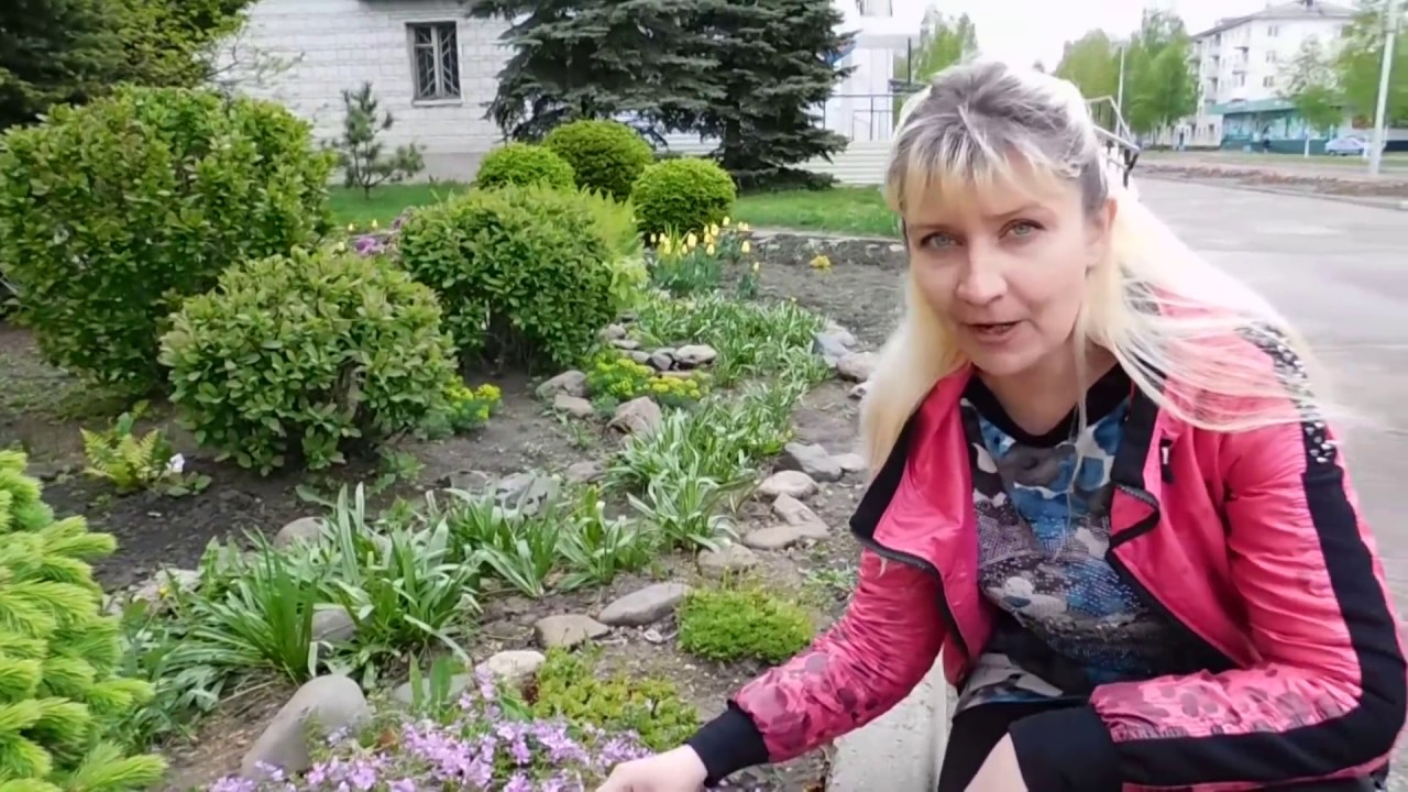 🌱Флокс Шиловидный , выращивание и уход в открытом грунте 🌱