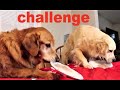 Golden Retriever Dog React To Saran Wrap Treat Challenge!