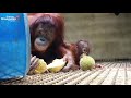 Orangutan durian feast in sintang quarantine center