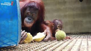 Orangutan Durian Feast in Sintang Quarantine Center