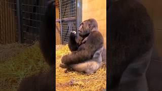 Look At His Toes! Gorillas Have Very Interesting Feet, Which Can Completely Grip An Object! #Gorilla