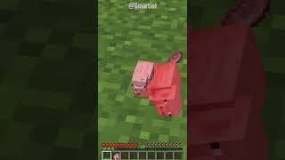 The Chicken Chose This...