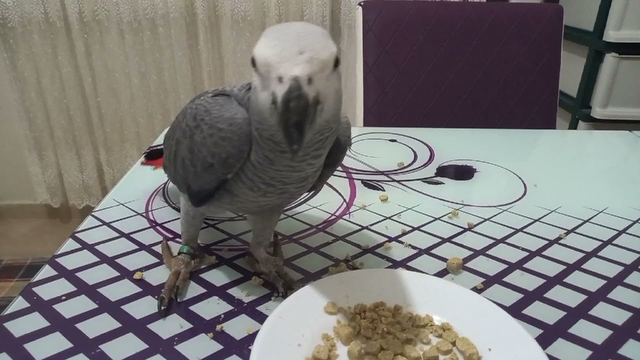 JAKO PAPAĞAN PALET YEM NASIL YEDİREBİLİRİZ irtibat 5367274246