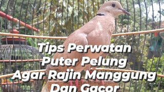 Tips Perawatan Puter Pelung Agar Rajin Manggung dan Gacor