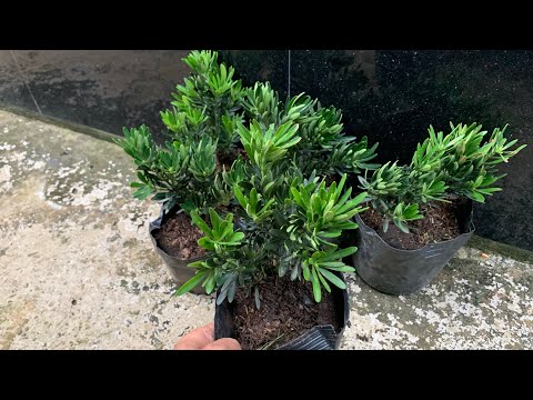 Video Cây giống tùng quý phi , một giống tùng mới nhập từ... - youtube