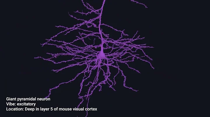 Guant pyramidal neuron