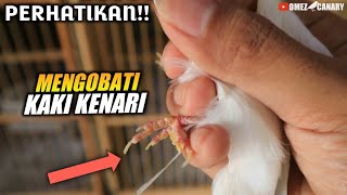 Tutorial mengobati kaki kenari berjamur bubulan dan urat merah