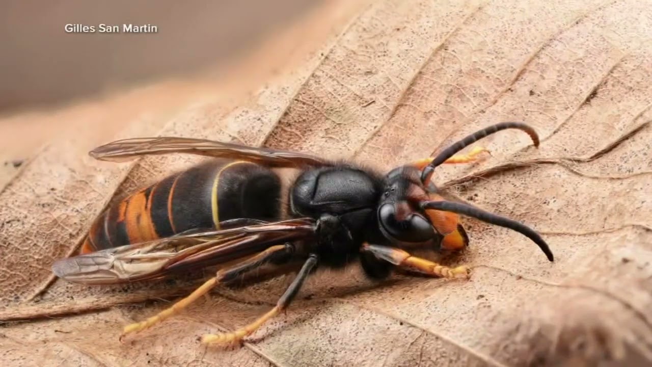 'Yellow-legged hornets' land in U.S. - why authorities are warning about new invasive species