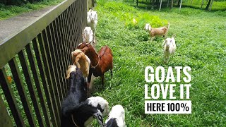 A small goat farm run by 3 boys. U need to see it