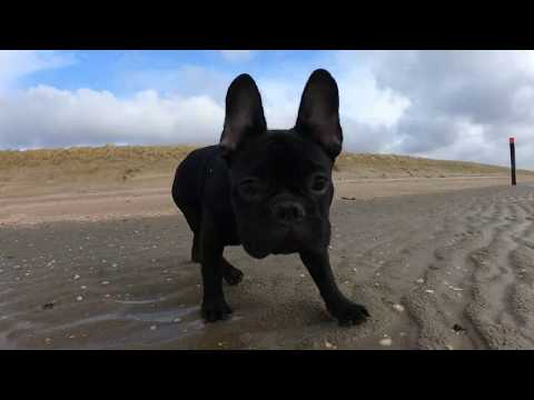 French in the Netherlands - beach Rockanje