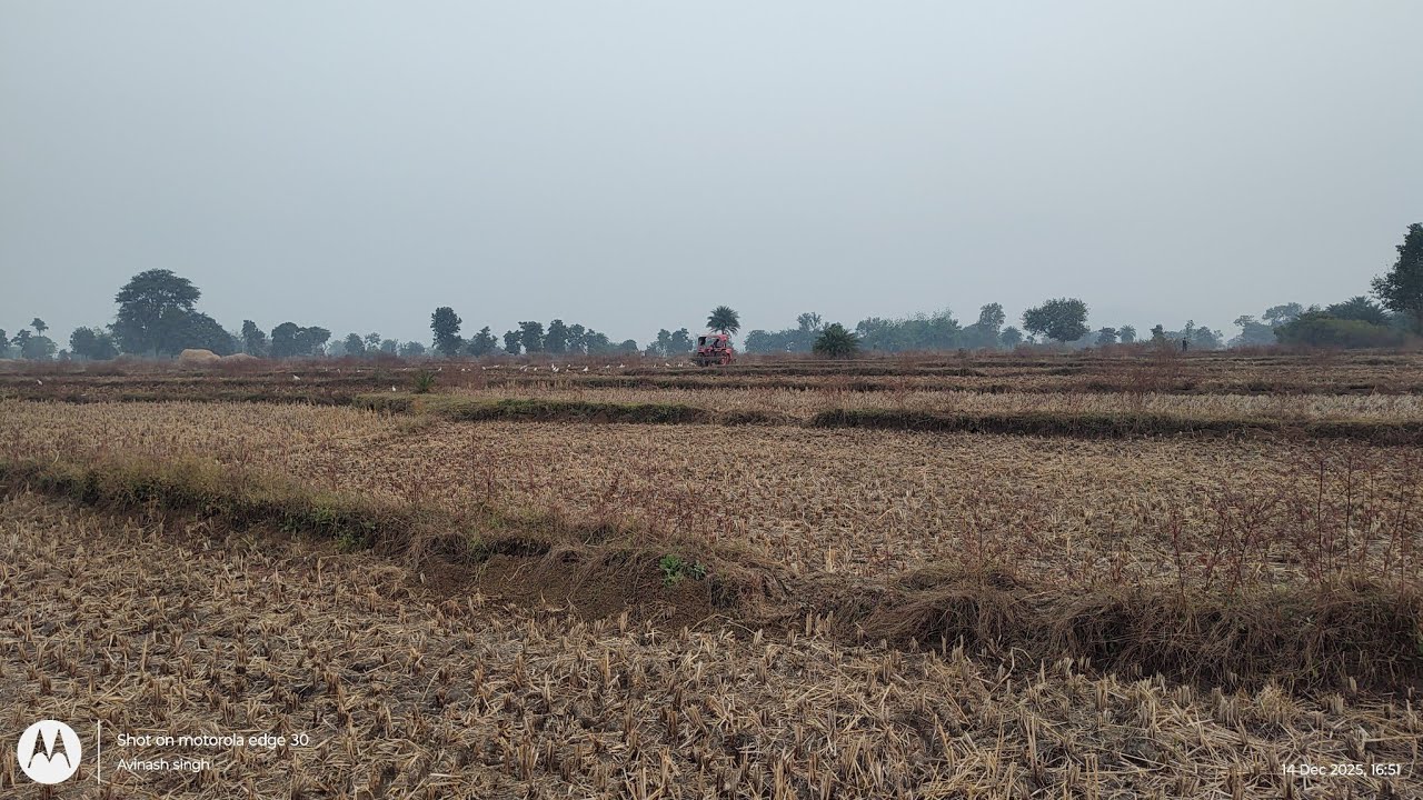 Gehu ki buaee krte huye